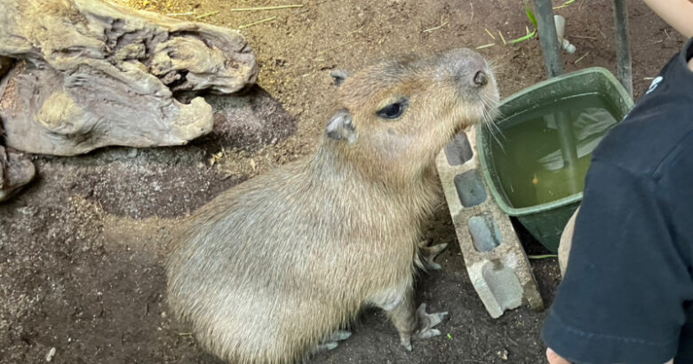 えさやりタイム有り